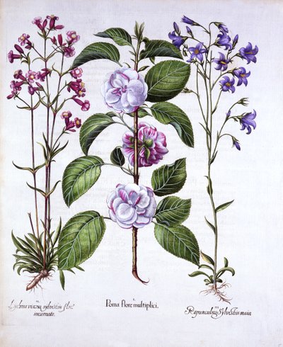 Double Flowered Apple, German Catch-Fly and a Bellflower, fra Hortus Eystettensis, av Basil Besler (1561-1629), pub. 1613 (håndfarget gravering) av German School